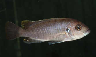 Cynotilapia aurifrons Luwino Reef femelle