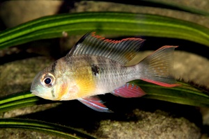 Mikrogeophagus altispinosus
