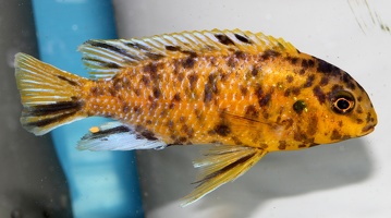 Tropheops sp. "orange chest" Makokola mâle OB