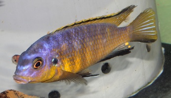 Tropheops sp. "orange chest" Makokola mâle