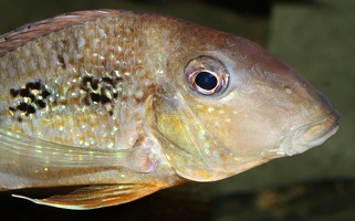 Geophagus mirabilis