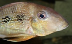 P.Tawil Geophagus mirabilis Longy C220726A 387.JPG