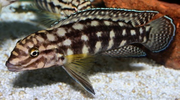 Julidochromis marlieri Makombe