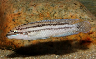 Julidochromis dickfeldi Moliro femelle