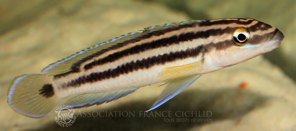 P.Tawil Julidochromis ornatus Mbita Mierzenska C150425B 024.JPG