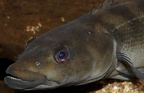 P.Tawil Crenicichla cametana Longy C220726A 330.JPG