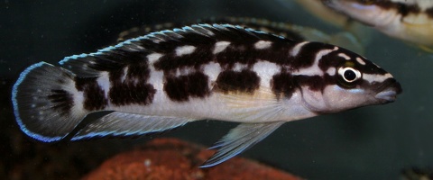 Julidochromis transcriptus Luhanga