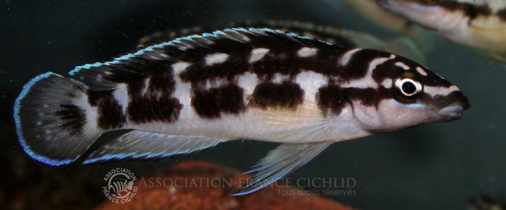 P.Tawil Julidochromis transcriptus Luhanga FOB C080830A 049.jpg