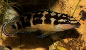 Julidochromis transcriptus Luhanga
