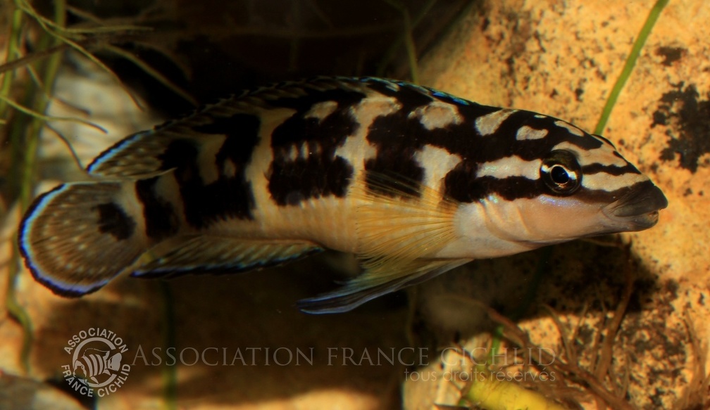 P.Tawil Julidochromis transcriptus Luhanga FOB Aquamassena C140320A 199.JPG