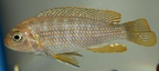 P.Tawil Cynotilapia sp. zebra blue gold Cape Kaiser C190302A 624.JPG