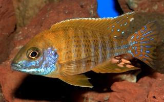 Aulonocara baenschi Nkhomo Reef mâle