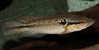 P.Tawil Crenicichla alta Longy C220726A 419.JPG