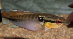 P.Tawil Crenicichla alta Longy C220726A 439.JPG