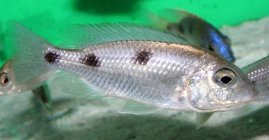 Otopharynx heterodon Chitimba femelle en incubation.