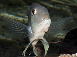 Geophagus sveni