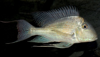 Geophagus sveni