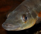 P.Tawil Crenicichla vittata Longy C220726A 400.JPG