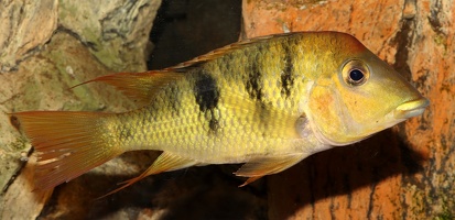 Geophagus pellegrini