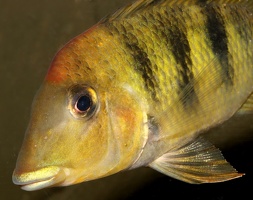 Geophagus pellegrini