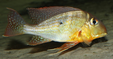 Geophagus altifrons