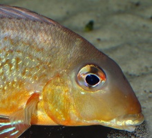 Geophagus altifrons