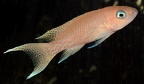 P.Tawil Neolamprologus gracilis Kalo Basel C151218A 180.JPG