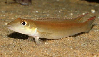 Teleocichla cinderella mâle