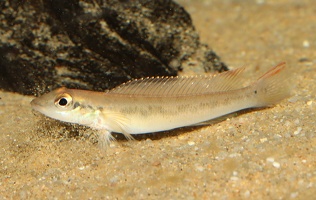 Teleocichla cinderella femelle