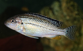 Melanochromis wochepa Lumessi femelle