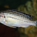 P.Tawil Melanochromis wochepa female with oviduct C090917A 019.jpg