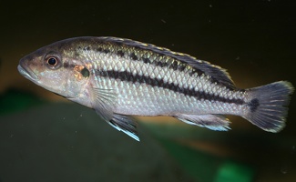 Melanochromis lepidiadaptes femelle
