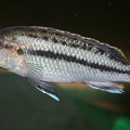 P.Tawil Melanochromis lepidiadaptes female C061014B 022.jpg