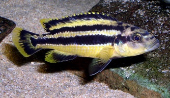 Melanochromis chipokae femelle