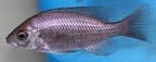 P.Tawil Copadichromis cf. trimaculatus Chitimba C211120A 546.JPG