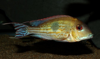 Geophagus megasema