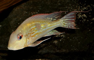 Geophagus megasema