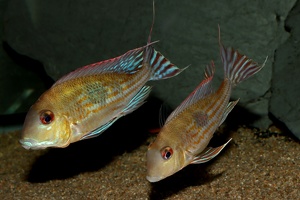 Geophagus megasema