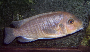 Petrotilapia palingnathos Chizumulu femelle
