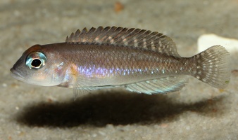 Neolamprologus sp. "ornatipinnis Zambie"