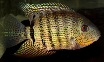 Heros sp. "iniridae"