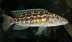P.Tawil Lepidiolamprologus kendalli Kasanga male C110402A 009.JPG