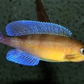 P.Tawil Cyprichromis sp. jumbo Livua Tchéquie C160508A 284.JPG