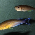 P.Tawil Cyprichromis sp. jumbo Livua Tchéquie C160714A 671.JPG