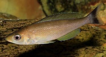 Cyprichromis sp. "jumbo" Livua femelle