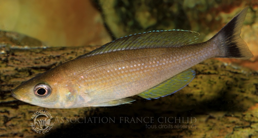P.Tawil Cyprichromis sp. jumbo Livua Tchéquie C150222A 407.JPG