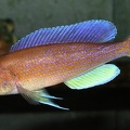 P.Tawil Cyprichromis pavo Moliro male yellow tail C100912A 068.JPG
