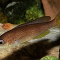 P.Tawil Cyprichromis pavo Moliro female C101003A 029.JPG