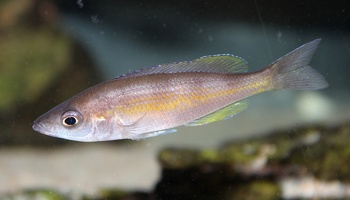 Cyprichromis zonatus Chituta femelle