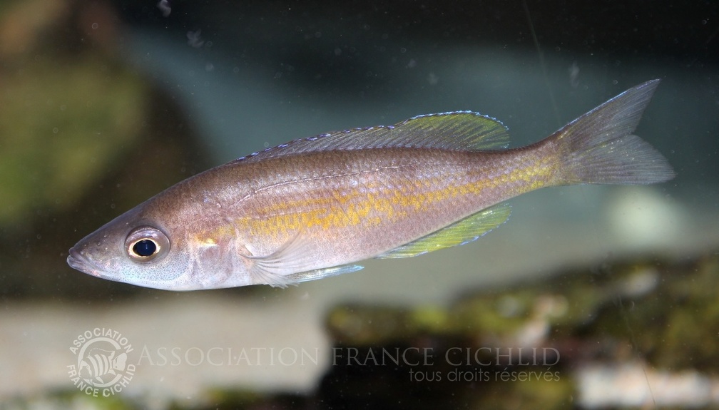 P.Tawil Cyprichromis zonatus Chituta female C100917A 073.JPG